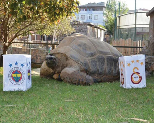 97 yaşlı tısbağa İstanbul derbisinə proqnoz verdi - FOTO/VİDEO 
