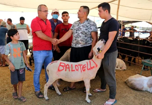 Qurbanlıq qoyunun üzərinə "Balotelli" yazdı, 2400 lirəyə satdı - FOTO/VİDEO 