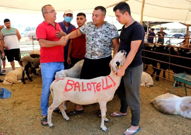 Qurbanlıq qoyunun üzərinə "Balotelli" yazdı, 2400 lirəyə satdı - FOTO/VİDEO 