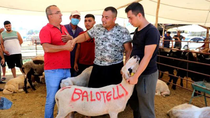 Qurbanlıq qoyunun üzərinə "Balotelli" yazdı, 2400 lirəyə satdı - FOTO/VİDEO 