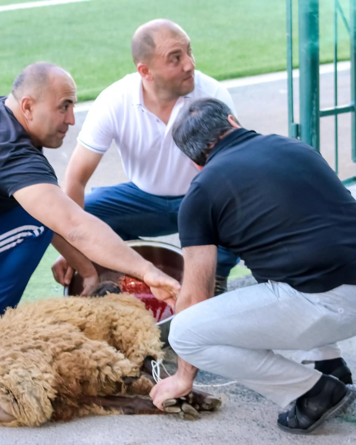 Tovuzda futbolçular üçün qurban kəsdilər - FOTOLAR 