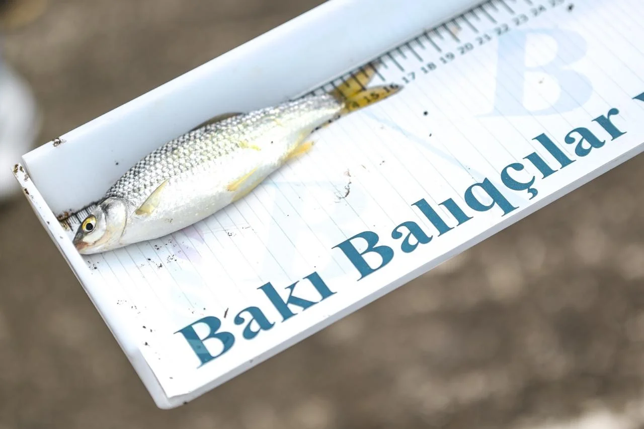 Gənclər və İdman Nazirliyi ilə Azərbaycan Su İdman Növləri Federasiyasının birgə təşkilatçılığıyla balıq ovu festivalı keçirilib - FOTOLAR 
