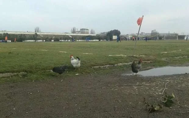 İnsanlar oynayır, toyuqlar baxır - FOTO 