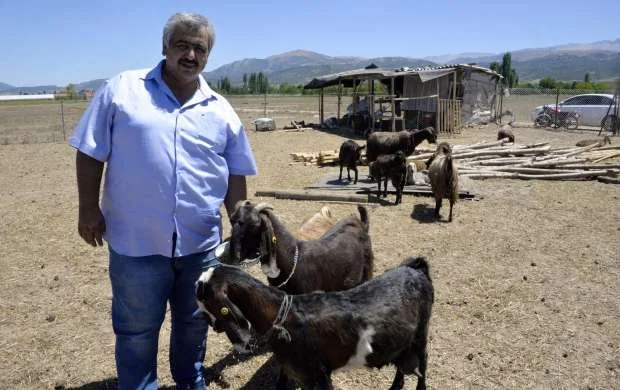 Klub çempion futbolçularını satıb keçi aldı - FOTOLAR 