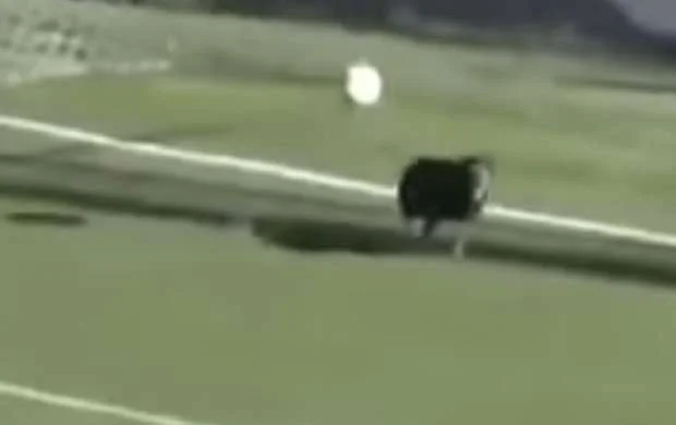 İt komandanı qoldan xilas etdi - VİDEO 