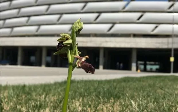 Bakı Olimpiya Stadionunun ərazisində xarı bülbül əkildi 