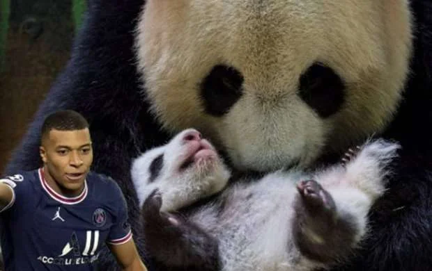 Mbappe iki panda balasının xaç atası oldu 