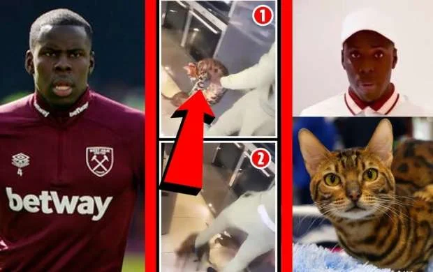 Pişiyə şiddət göstərən futbolçu millidən kənarlaşdırıldı 