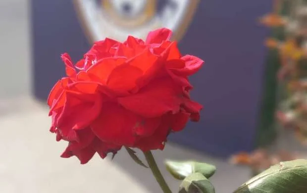 Respublika stadionu "Qarabağ" - "Olimpiakos" oyununa hazırdır - REPORTAJ 